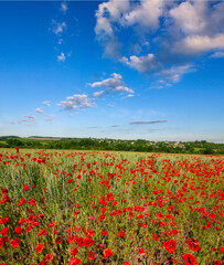 Panoramic Landscape of poppies field of red flowers in the Kuban. Russia