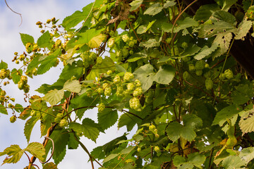 Green hop cones grow on a bush in anticipation of harvest. Summer.