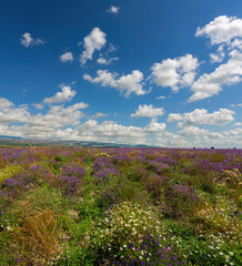 Beautiful lavender field against blue cloudy sky