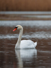 Fototapeta premium Swan in Nature