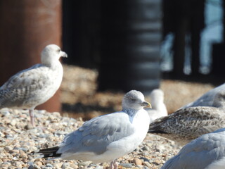 A couple of mwe are resting on a rocky beach with a blurred background