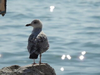 A seagull stands on a stone against the background of water and reflected light