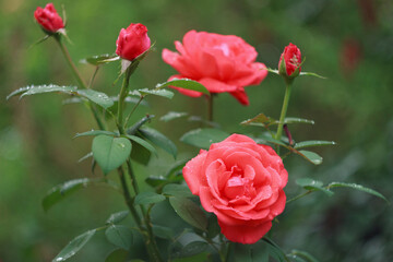 Beautiful salmon rose bush in the garden after rain