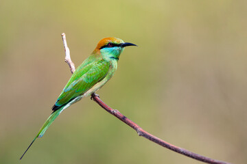 The green bee-eater (Merops orientalis) sometimes little green bee-eater sitting on the branch..
