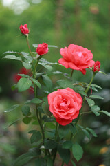 Beautiful salmon rose bush in the garden after rain