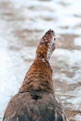 brown duck in winter
