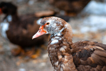 portrait of a duck