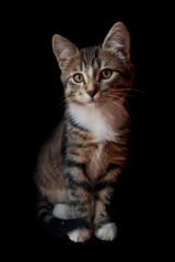 Fototapeta na wymiar Portrait of brown Kitten with tortoise fur on isolated background, front view