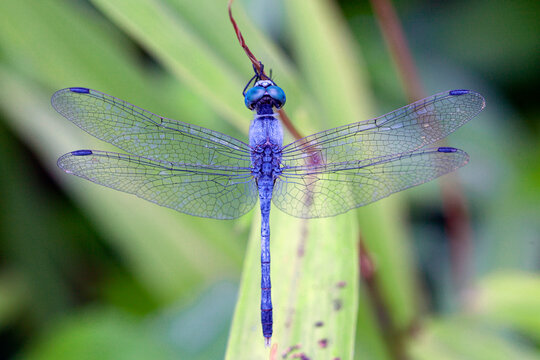 Blue dragonfly is sitting on grass in a meadow. insect dragonfly close up macro.