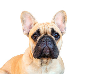 Obraz premium French Bulldog dog on white background