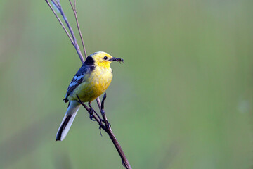Fototapeta premium A citrine wagtail with prey in its beak sits on a branch...
