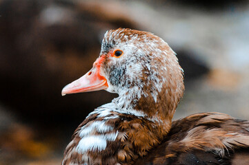 portrait duck in the snow