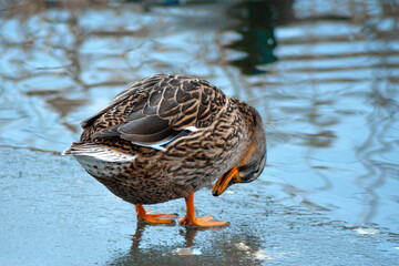 duck on ice