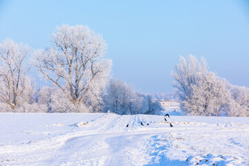 winter landscape with crows