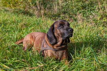 Obraz premium tracker dog resting on a meadow