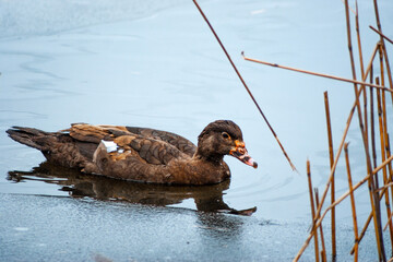 duck on the water