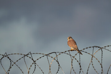 Falcon (Falco tinnunculus) on a nato fence. Grey cloudy sky. Bird in nature.