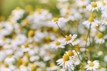Wild Chamomile flowers growing on meadow. Close up of wild herbal flowers.
