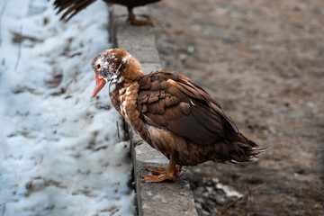 duck on the curb
