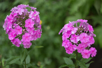 Fototapeta premium Purple phlox flowers in a garden