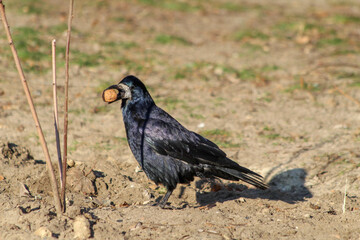 raven bird