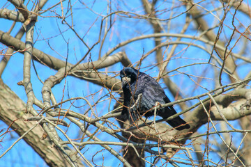 raven against the sky