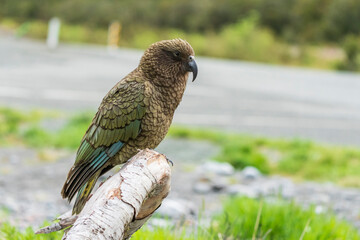 Kea (Nestor notabilis)