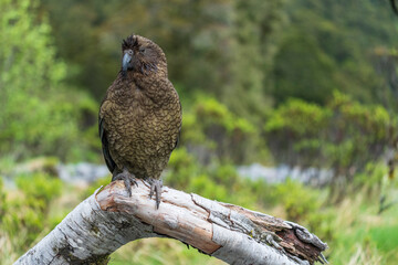 Kea (Nestor notabilis)