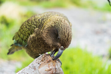 Kea (Nestor notabilis)