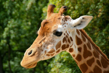 Portrait einer Giraffen-Kuh