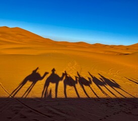 camels in the desert