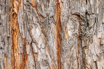 Tree bark texture macro close up shot wallpaper