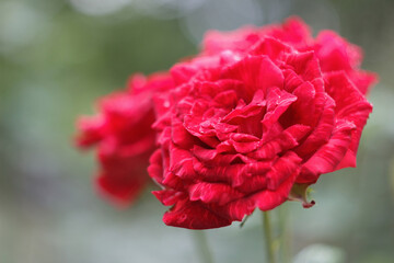 Marble rose in the summer garden