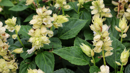 Salvia Mojave or Salvia splendens vista white flower blooming in a garden.