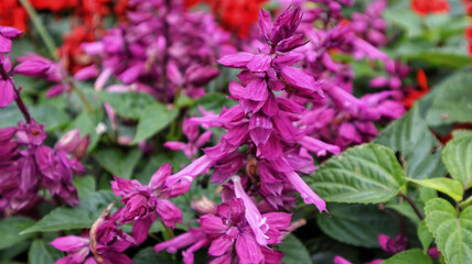Beautiful purple Salvia Splendens or Sage of the diviners flower blooming in a garden.