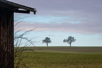 Southern Germany's Natural Beauty: Two Naked Trees Standing on a Hill with Some Clouds in the Sky...