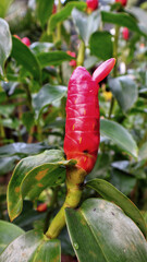 Red button costus woodsonii indian head ginger Alpinia purpurata flower.