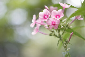 Naklejka na ściany i meble Pink phlox flowers in a garden