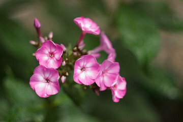 Pink phlox flowers in a garden