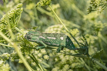 Cameleon spotted in the nature of Malta. 