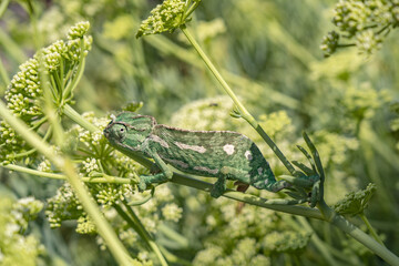 Cameleon spotted in the nature of Malta. 