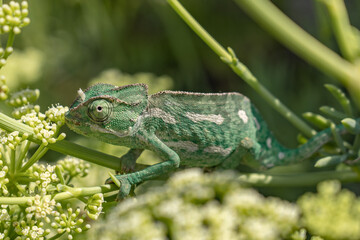 Cameleon spotted in the nature of Malta. 