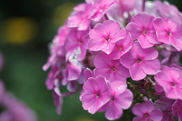 Naklejka na ściany i meble Pink phlox flowers in a garden