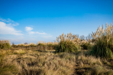 Obraz premium Herbes de la Pampa en Occitanie