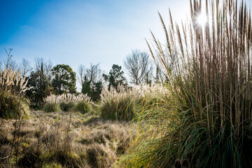 Fototapeta premium Herbes de la Pampa en Occitanie