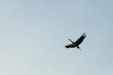 stork in flight