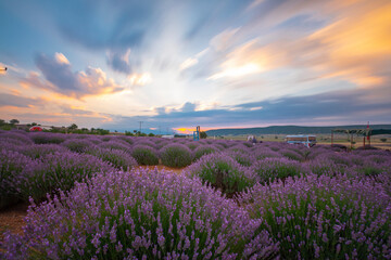 Naklejka na ściany i meble Sunset in the lavender field, mid summer