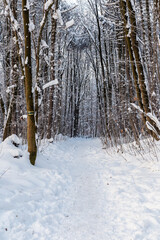 Winter trail leading through the forest
