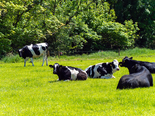 Several cows are lying on a green meadow on a sunny spring day. Cattle in the pasture. Livestock farm. Black and white cow lying on green grass field