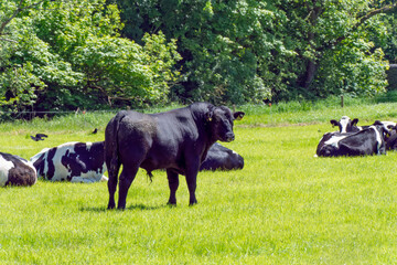 A big black bull stands on a green meadow where several cows are lying. Farm cattle on a pasture on a sunny spring day. Animal husbandry, cows on green grass field. Cattle on free grazing.